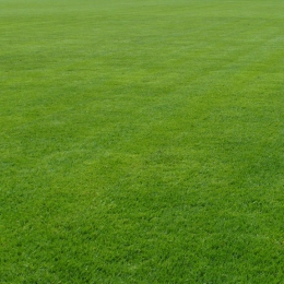 Stadion