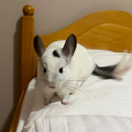 AP CAMP-LATO 2025 / Obóz piłkarski w Redzie, 5-11.08.2025.