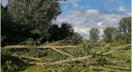 Wiatr silniejszy od drzew na boisku treningowym