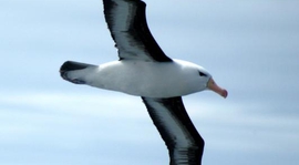 Sparing z Albatrosem