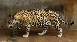 cz.26 - rozstrzelany Jaguar w 2012 roku