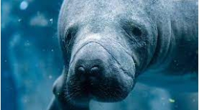 Manatee Meaning