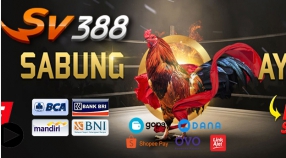 Situs SV388 Sabung Ayam Online Terpercaya