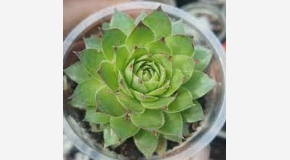 The 9 Best Succulents For Beginners