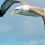 Albatros Niemodlin