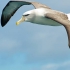Albatros Niemodlin