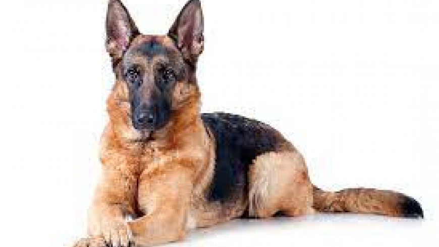 What are the different types of German Shepherds, such as show lines, working lines