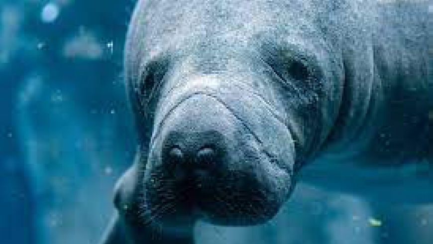 Manatee Meaning