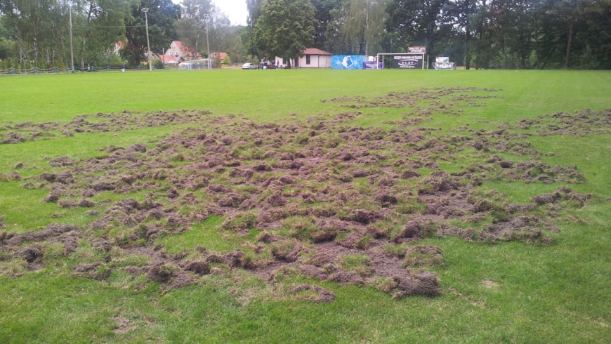 Dziki zryły nasze boisko ...